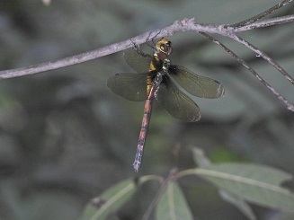 DSCN0675.JPG