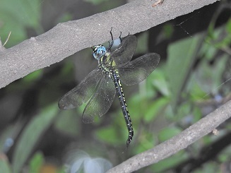 DSCN0693.JPG