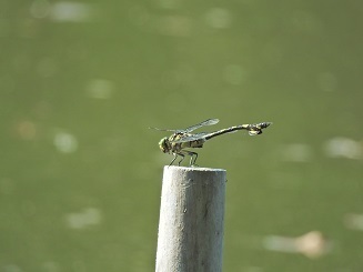 DSCN0707.JPG