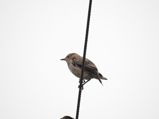 DSCN5270.JPG