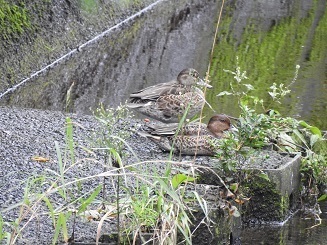 DSCN6222.JPG