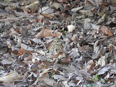 DSCN6439.JPG