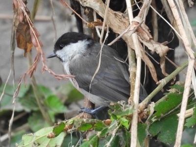 DSCN7937.JPG