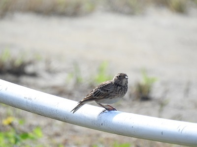 DSCN9510.JPG