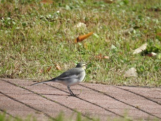 DSCN9805.JPG