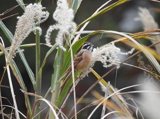 DSCN9973.JPG