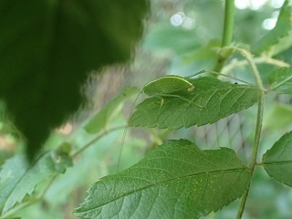 P7169382.JPG