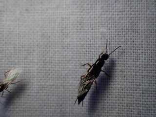 P7290087.JPG