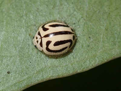 i200113インド.JPG